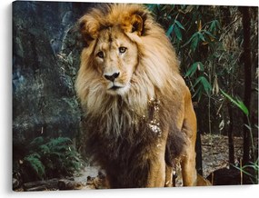 Obraz lwa w naturze (70x50 cm)