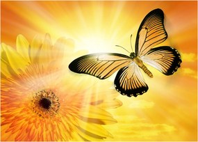 Obraz - Żółty motyl z kwiatkiem (70x50 cm)