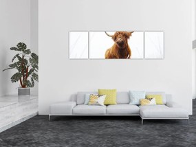 Obraz - Szkocka krowa (170x50 cm)