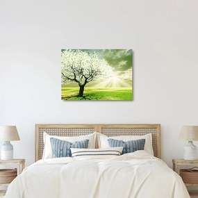 Obraz na szkle - kwitnące drzewo (70x50 cm)