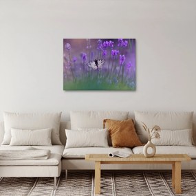 Obraz - Motyl w lawendach (70x50 cm)