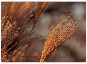 Obraz - Kortaderia (70x50 cm)