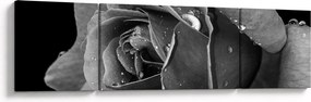 Obraz róży - czarno - biały (170x50 cm)