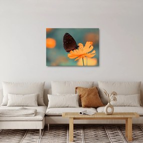 Obraz - motyl na pomarańczowym kwiatku (70x50 cm)