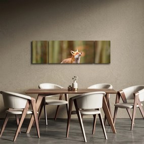 Obraz - Lis (170x50 cm)
