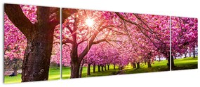 Obraz kwitnących czereśni, Hurd Park, Dover, New Jersey (170x50 cm)
