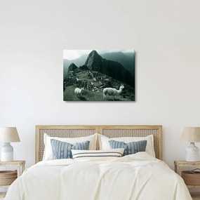 Obraz - Lamy w Machu Picchu w Peru (70x50 cm)