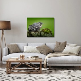 Obraz - Muchołówka (70x50 cm)