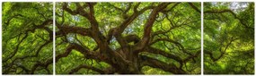 Obraz - Zielone drzewo (170x50 cm)