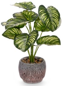 Sztuczna roślina CALATHEA ORBIOFIOLIA, 37 cm