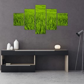 Obraz trawy (125x70 cm)