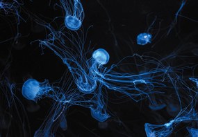 Fototapeta - Meduza (196x136 cm)