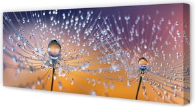 Obraz na płótnie Rosa na Parasolkach Dmuchawca