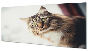 Panel Szklany Kot maine coon