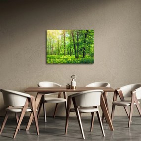 Obraz - Wiosenny las liściasty (70x50 cm)
