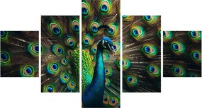 Obraz – Paw (125x70 cm)