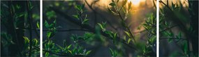 Obraz słońca przeświecającego przez gałęzie drzew (170x50 cm)