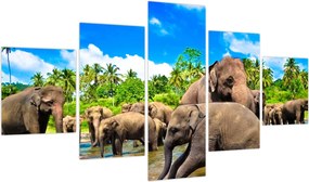 Obraz - Słonie, Sri Lanka (125x70 cm)