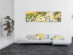 Obraz - Stokrotki (170x50 cm)