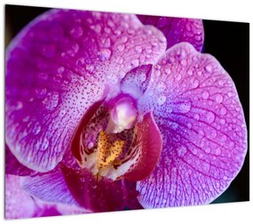 Obraz na szkle - zbliżenie kwiatu orchidei (70x50 cm)