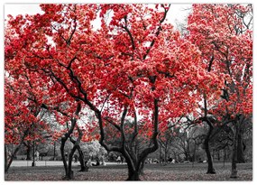 Obraz na szkle - Czerwone drzewa, Central Park, New York (70x50 cm)