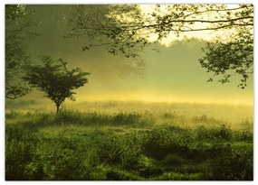 Obraz - Budzący się las (70x50 cm)