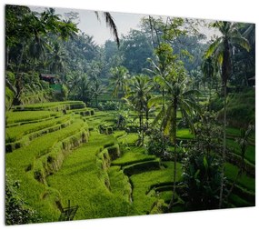 Obraz na szkle tarasów ryżowych Tegalalang, Bali (70x50 cm)