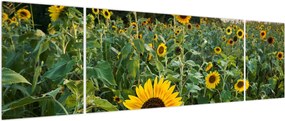Obraz - Sunflower Field II. (170x50 cm)