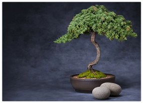 Obraz na szkle - Bonsai (70x50 cm)