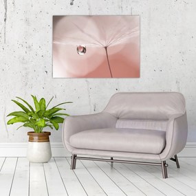 Obraz - Kropla rosy (70x50 cm)