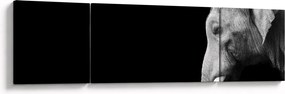 Obraz - Słoń (170x50 cm)