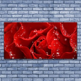 Fotoobraz na płótnie Dzika Róża w Rozkwicie