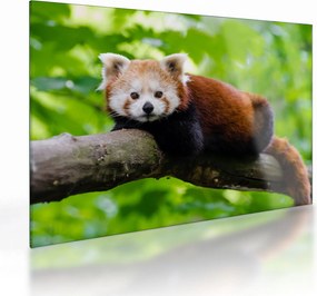 Obraz na szkle - panda czerwona (70x50 cm)