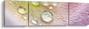Obraz - Krople rosy (170x50 cm)