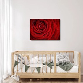 Obraz na szkle - szczegół róży (70x50 cm)
