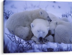 Obraz - Niedźwiadki polarne (70x50 cm)