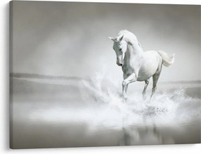 Obraz - Biały koń (70x50 cm)
