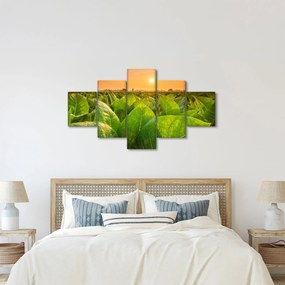 Obraz - Pole (125x70 cm)