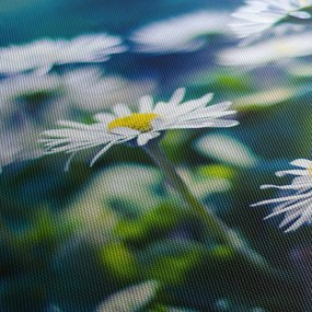 Obraz stokrotek (125x70 cm)