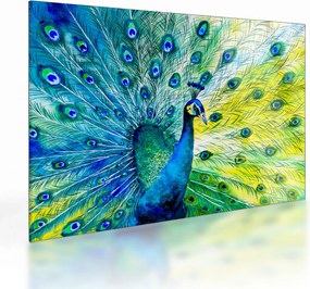 Obraz na szkle pawia (70x50 cm)