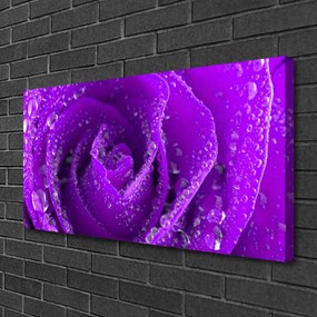 Obraz na płótnie Aksamitna Róża w Rozkwicie
