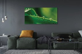 Obraz drukowany na płótnie Źdźbło Trawy z Kroplą