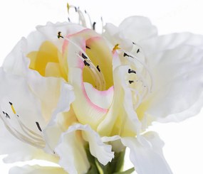 Kwiat Amaryllis White 75cm