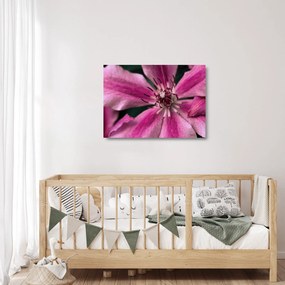 Obraz na szkle różowego kwiatu powojnika (70x50 cm)