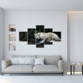 Obraz - Tygrys albinos (125x70 cm)