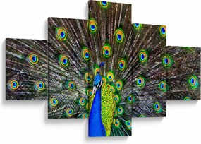 Obraz - Paw (125x70 cm)