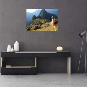 Obraz - Lama i Machu Picchu (70x50 cm)