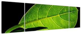 Obraz - zielony liść (170x50 cm)