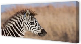 Fotoobraz na płótnie Zebra na Tle Natury