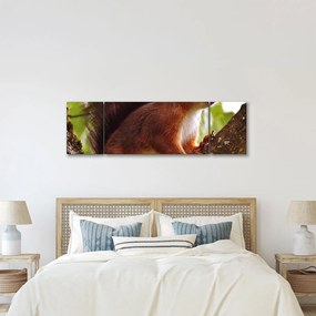 Obraz wiewiórki (170x50 cm)